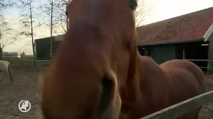 Actie om eenzaamheid bij paarden aan te pakken: 'Deel je wei, iedereen blij'