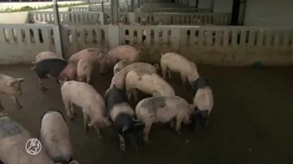 'Overheid moet duurzame boeren subsidiëren, zodat prijs in de supermarkt omlaag kan'