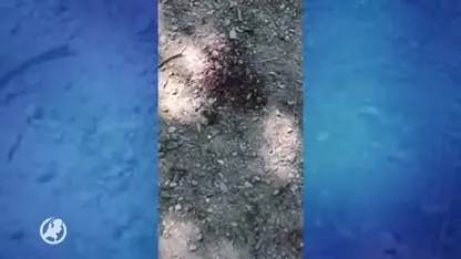 Mountainbiker Frits (61) ligt met dwarslaesie op intensive care na 'aanslag met boomstam'