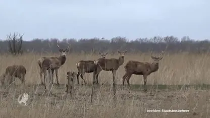 Treinreizigers ondervinden veel hinder van verdacht pakket Lelystad