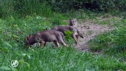 Directeur Hoge Veluwe wil dat afschieten beschermde wolf mogelijk wordt