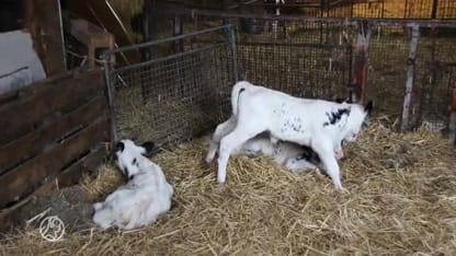 Koeiendrieling geboren in Oldebroek