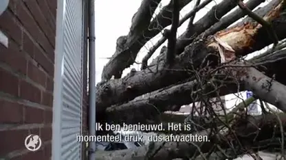 Enorm balen van omgevallen boom: 'Ik net klaar met verbouwen'