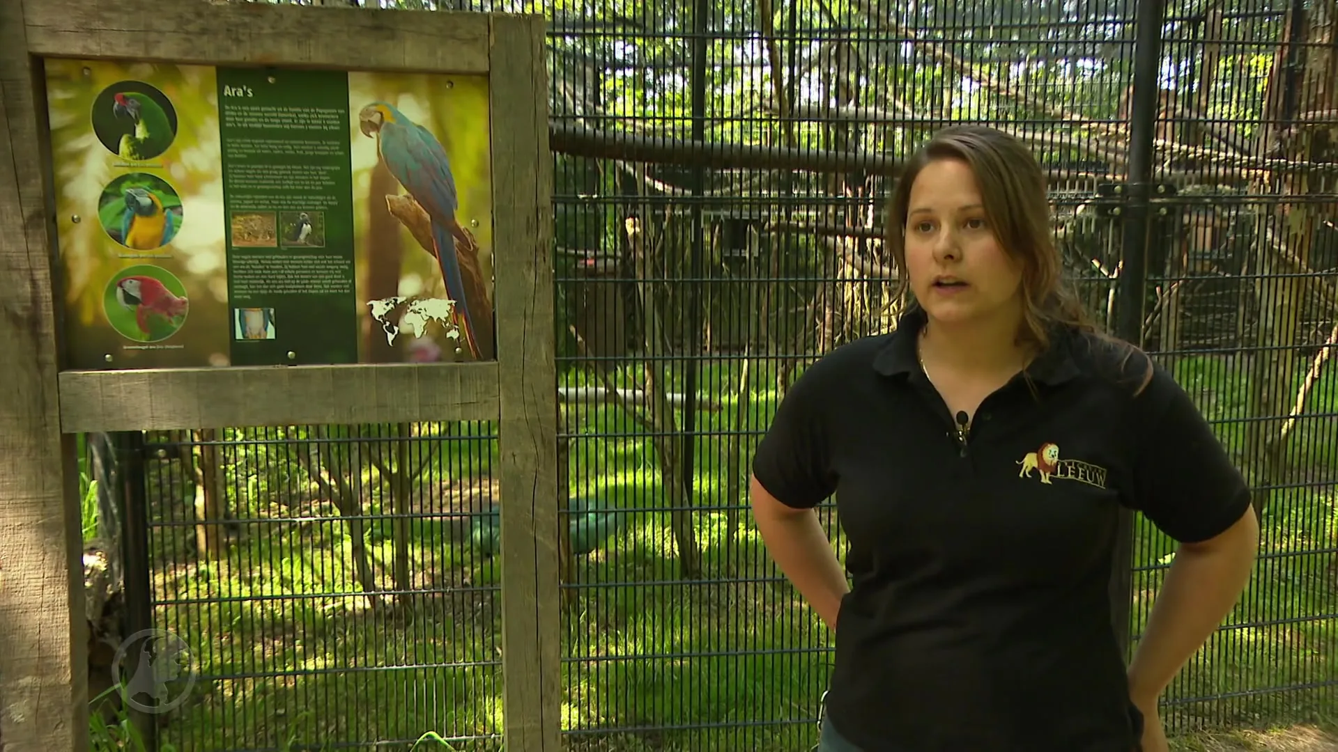 Ara’s en eieren gestolen uit dierenpark: jongens vinden 1 ara in gedumpte tas