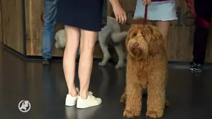 Nederland heeft vakantie en dus topdrukte in dierenhotels