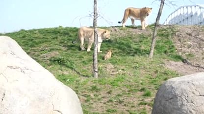 Welpjes Zuna en Kimani mogen buitenspelen