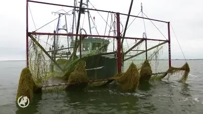 Hoogtijd om weer eens te gaan maaien... op het Markermeer
