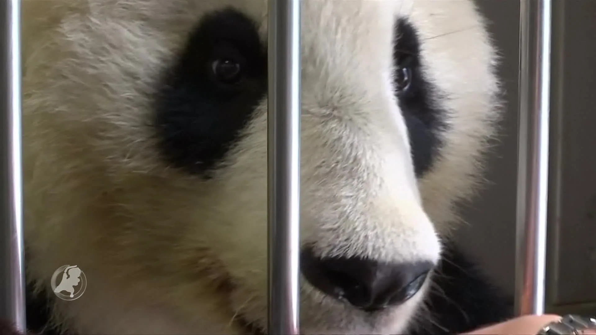 'Picasso-panda' Yang Yang creëert kunst in dierentuin Schoenbrunn