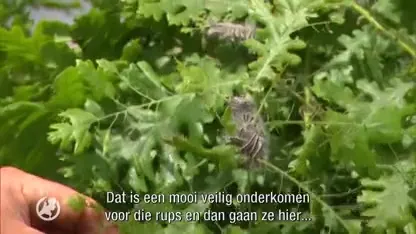 Bomen 'inpakken' in strijd tegen de eikenprocessierups? 'Doe het alsjeblieft niet'