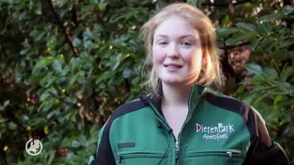 Dierenpark Amersfoort verrast door 'kerstbaby' luiaard