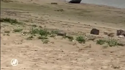 Zeehond op opmerkelijk plek gespot, namelijk in Utrecht