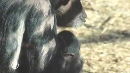 Schattig: kleine chimpansee geboren in DierenPark Amersfoort