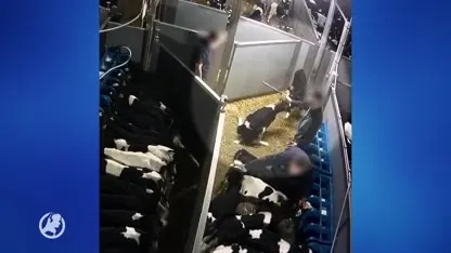 Ierse kalveren onderweg naar Nederland zwaar mishandeld