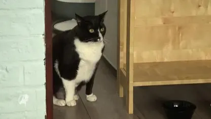 Stichting Zwerfkatten start onderzoek naar neergeschoten huiskatten