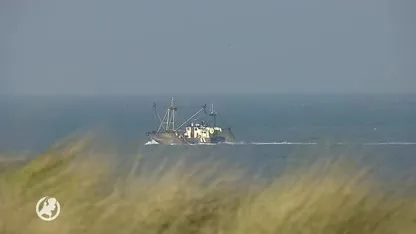 Grote zorgen na massale sterfte onder zeekoeten