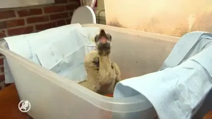 Vier geredde ooievaarsjongen worden geringd, gewogen en gemeten