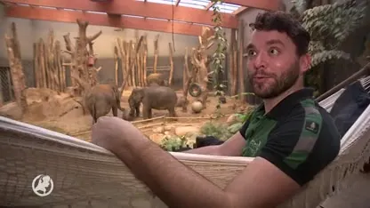 Olifant Indra staat op knappen, babyolifantje kan ieder moment komen