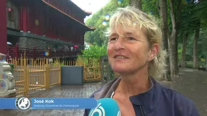 Niet één, maar twee: pandatweeling geboren in Belgische dierentuin