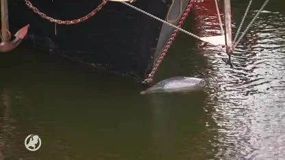 Dolfijn Zafar inmiddels het zeegat uit