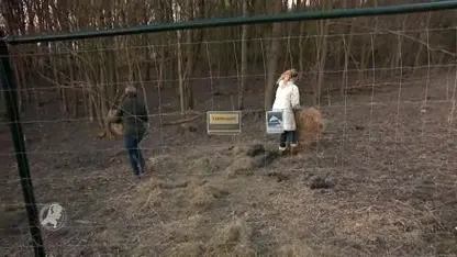 Provincie mag 1.800 herten afschieten in Oostvaardersplassen