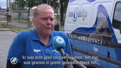 Dolfijn Zafar dood gevonden op het strand van Wijk aan Zee