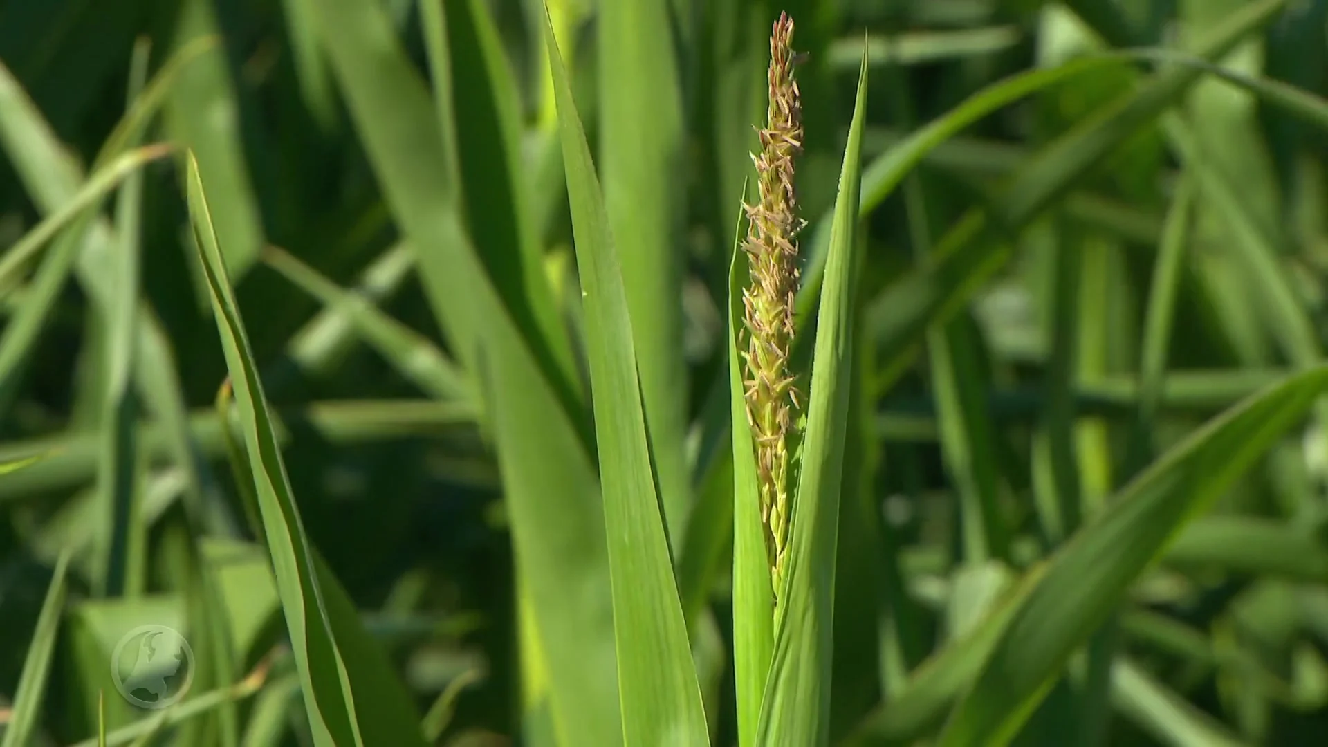 Boeren in de rats om aanhoudende droogte