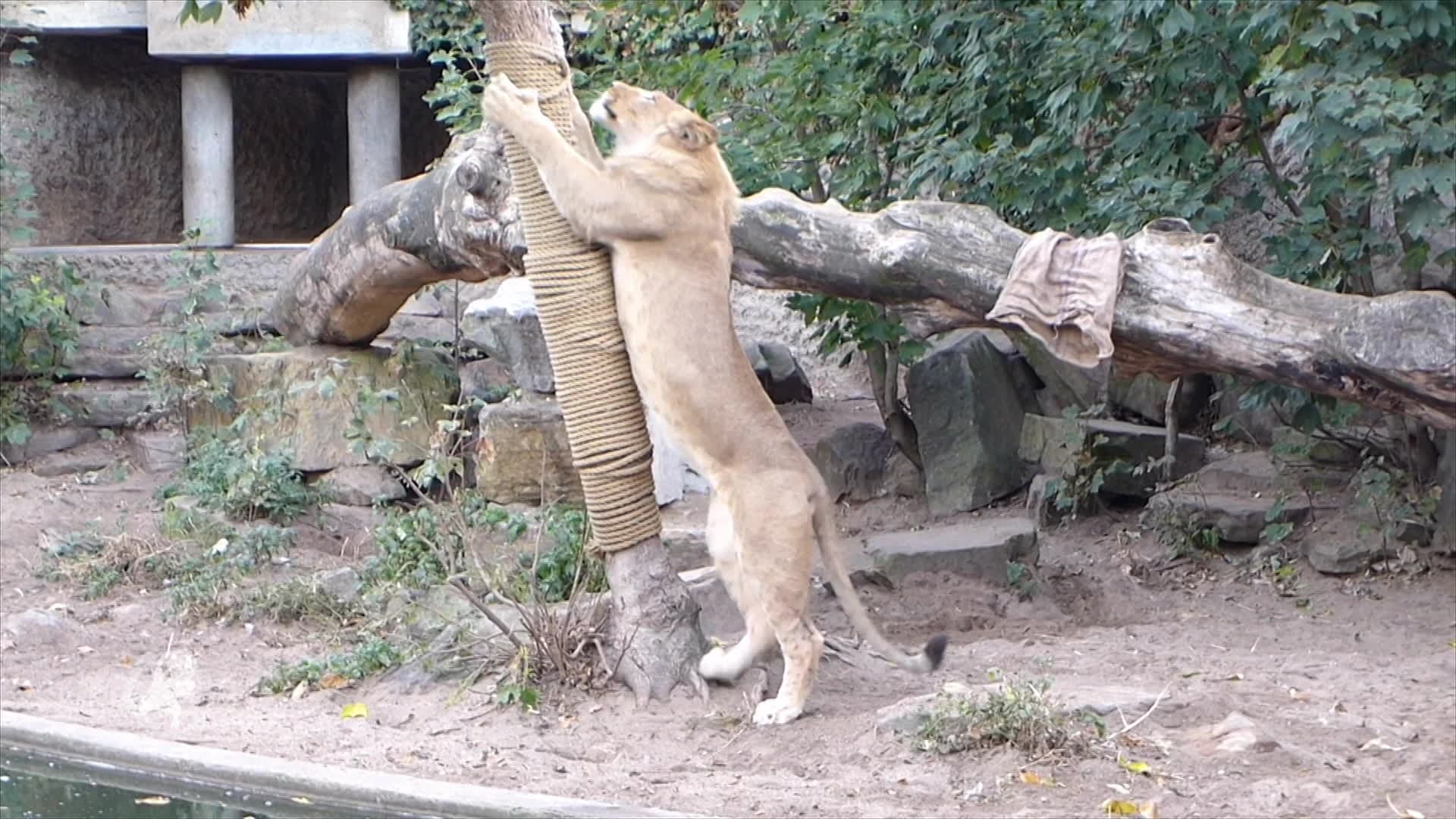 Opvolger overleden leeuw Caesar verkent verblijf in Artis
