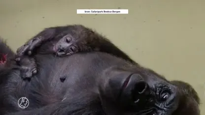 VIDEO: Zeldzame laaglandgorilla geboren in Safaripark Beekse Bergen