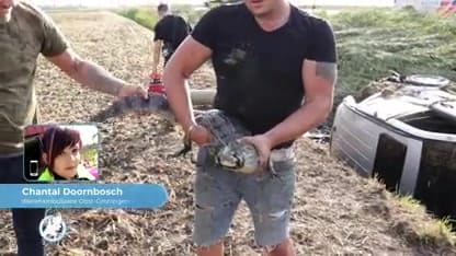 Kaaiman ontsnapt uit auto na ongeluk op A7 bij Scheemda