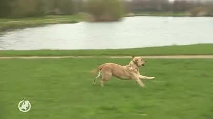 Minister verbiedt stroombanden voor opvoeding honden