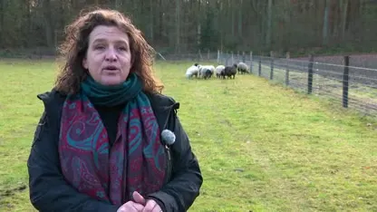 Wolfwerend hek geplaatst bij schaapskooi Sallandse Heuvelrug