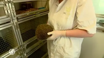 Onbekende ziekte teistert egels in regio Brabant en Limburg