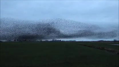 Spreeuwen bij Veenwouden laten adembenemend schouwspel zien