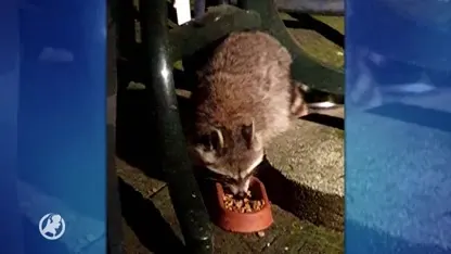 Dierenrechtenorganisaties sturen brandbrief naar gemeente: 'Schiet wasberen niet af!'