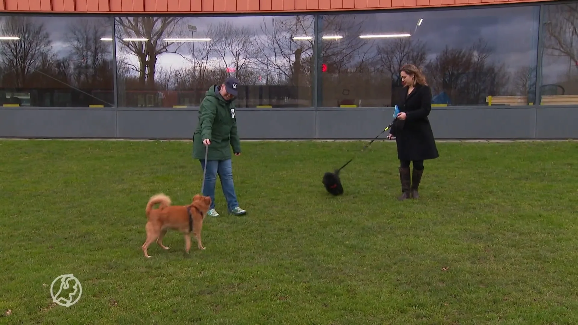 Zorgen bij hondentrainers om gedragsproblemen bij coronapups