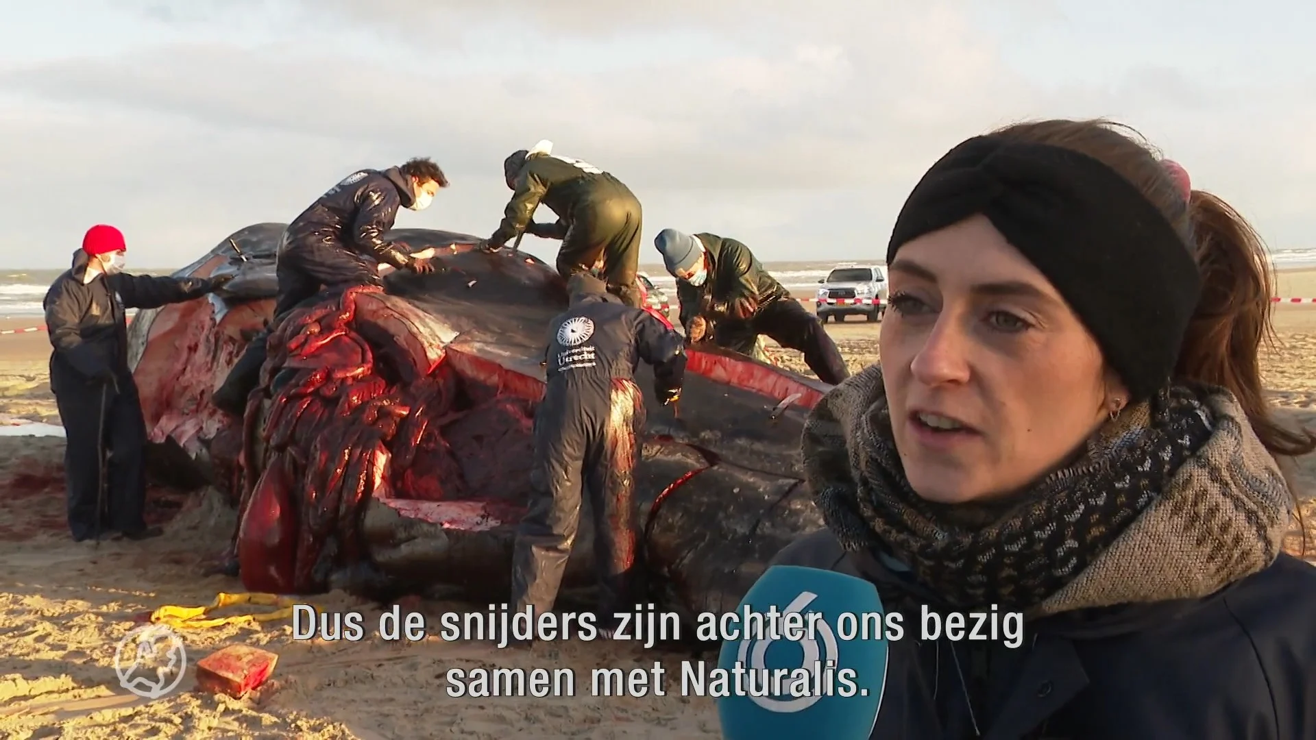 Potvis opengesneden op Vlieland