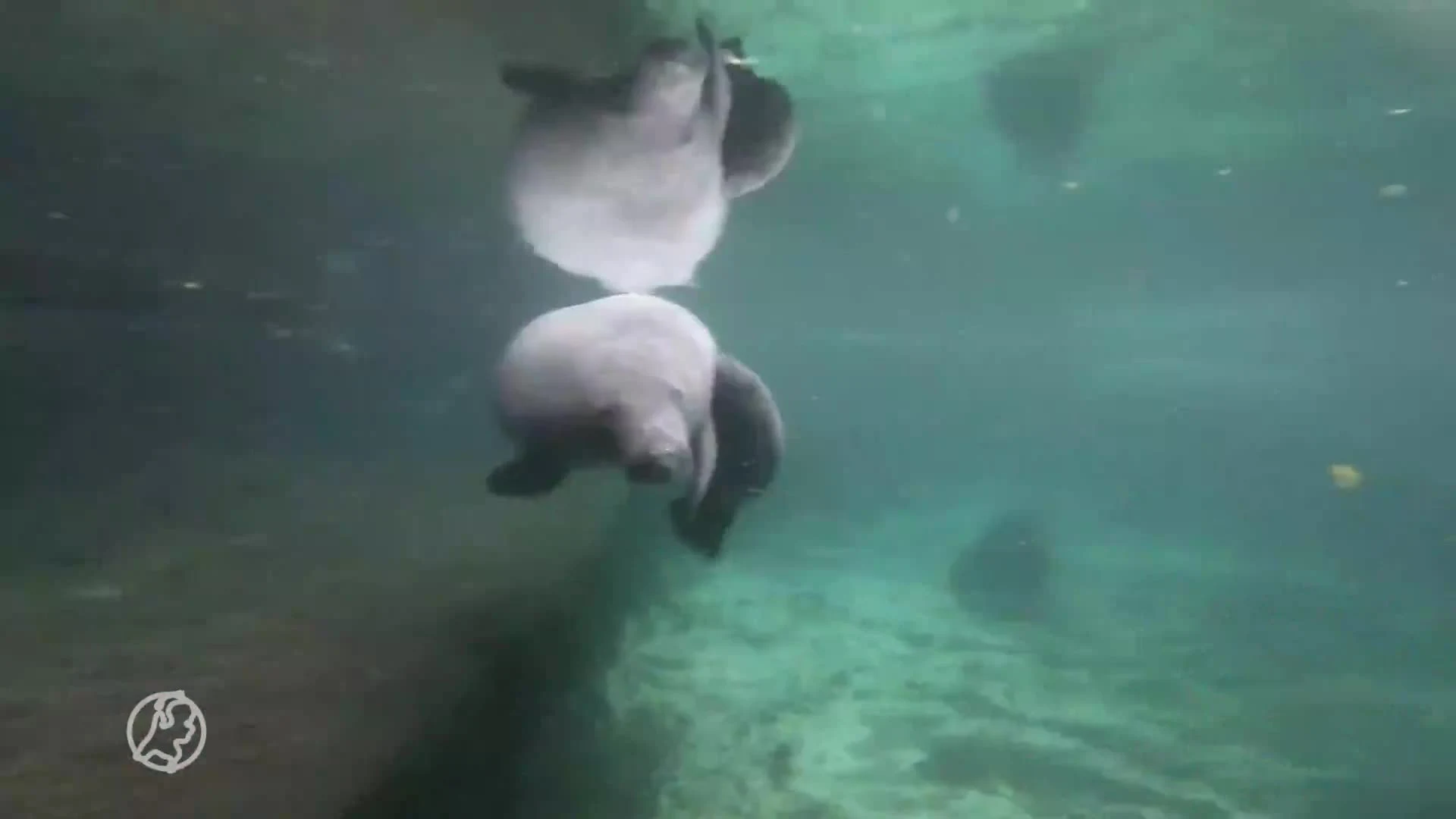 Caribische zeekoe geboren in Burgers' Zoo