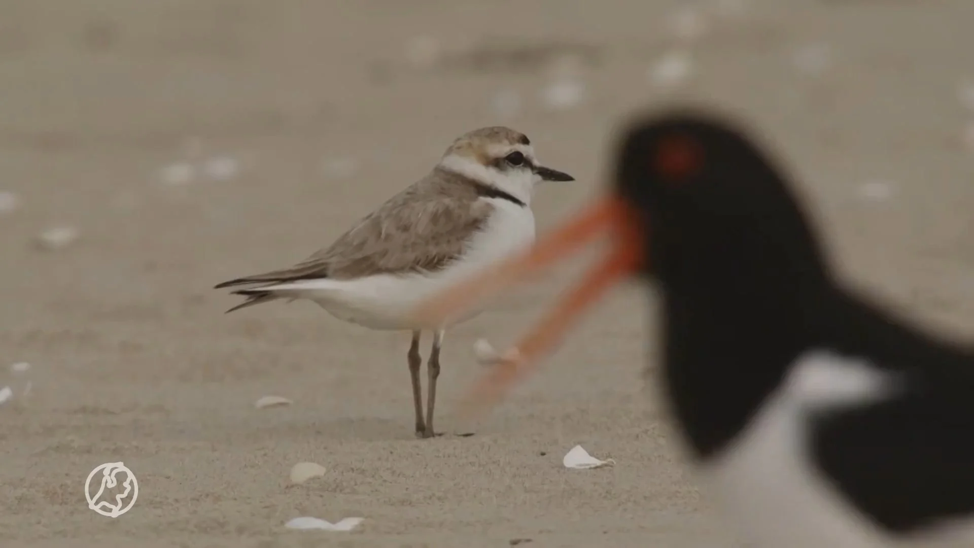 Toeristen verstoren cruciale pitstop van vogels op Waddeneilanden