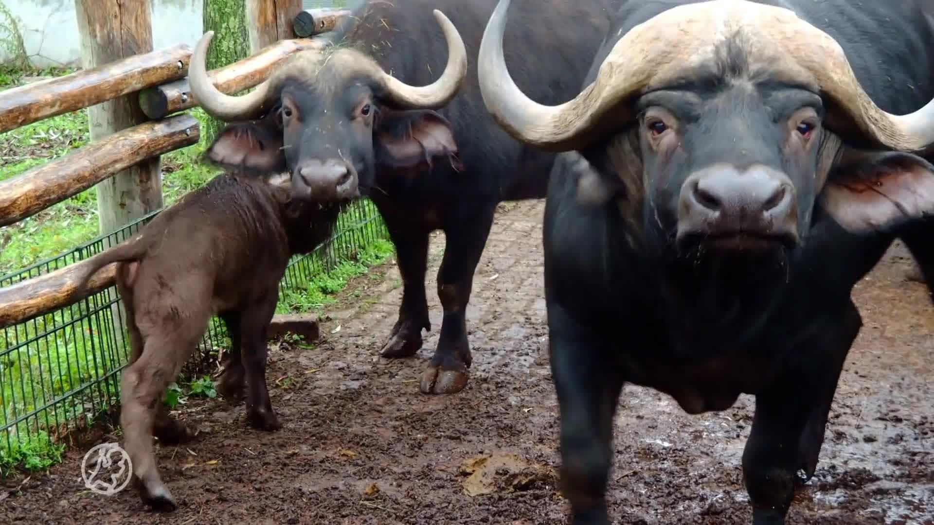Kaapse buffel Pierre en zwarte paardantilope Luuk geboren in ...