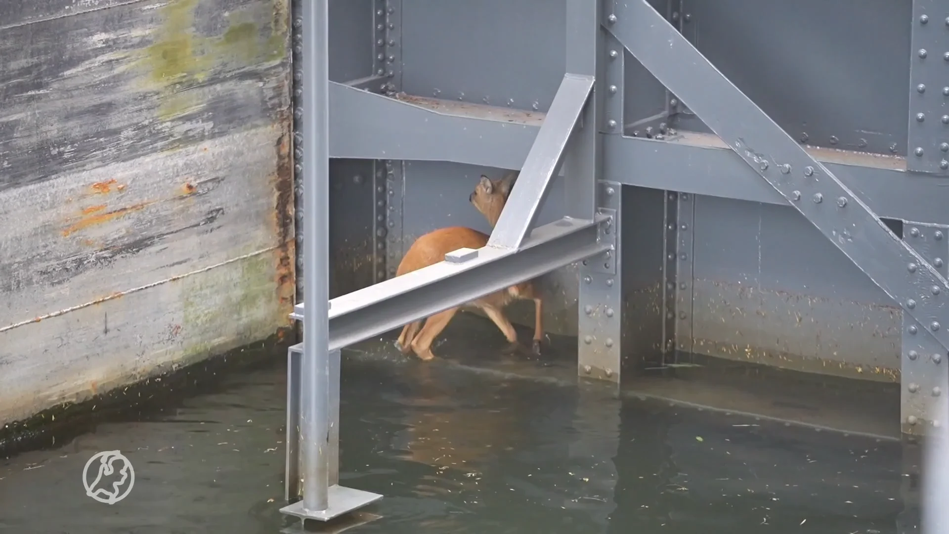 Brandweer redt ree uit benarde situatie bij sluisdeur in Weert