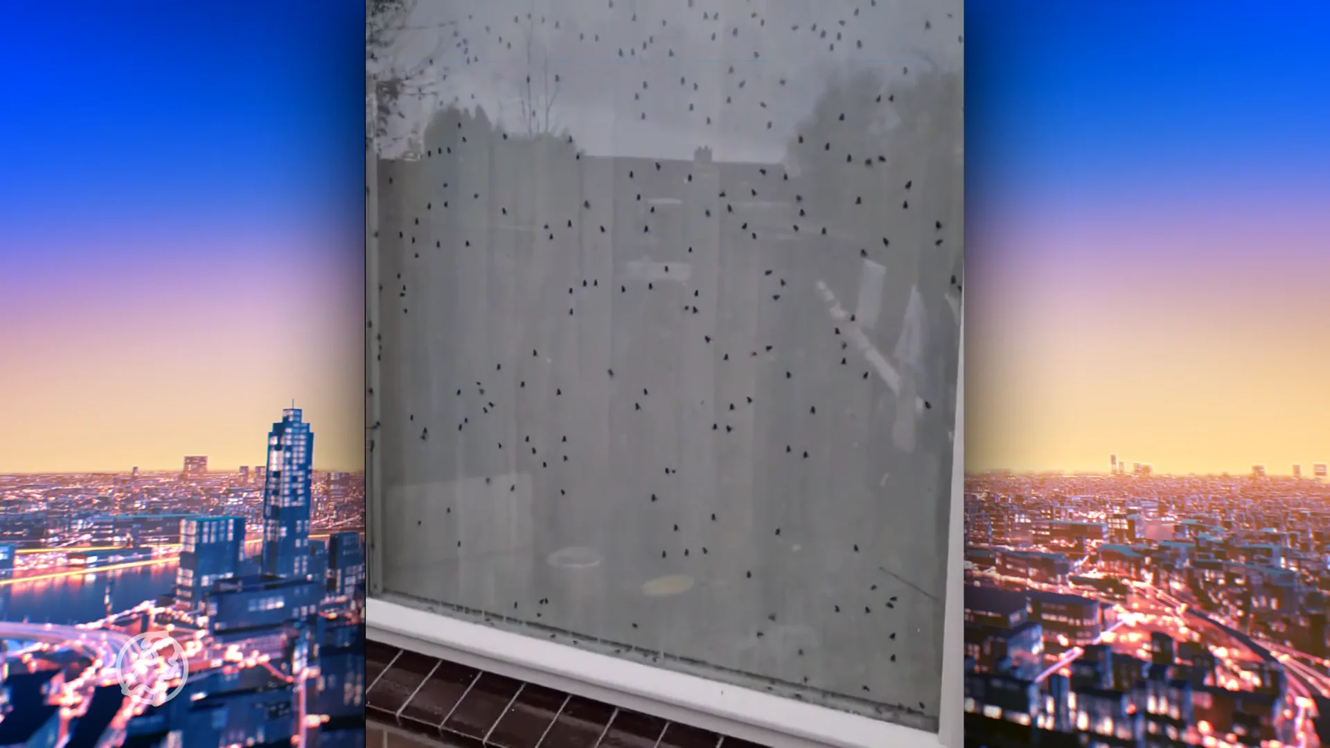 Man twee maanden dood in woning, politie deelt beelden van duizenden vliegen