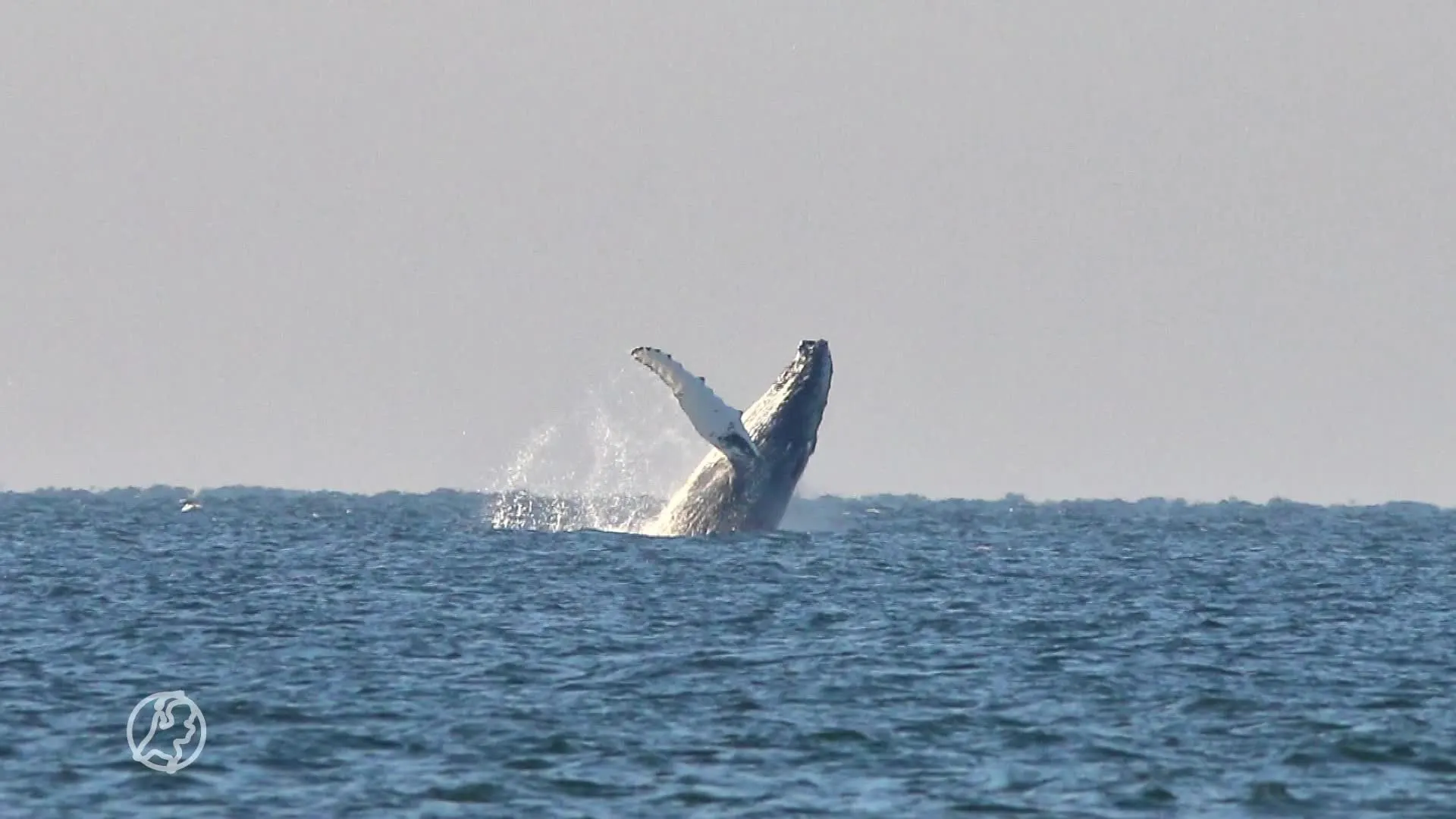 Lukt het spotters om de bultrug bij Scheveningen vast te leggen? 'We moeten volhouden'