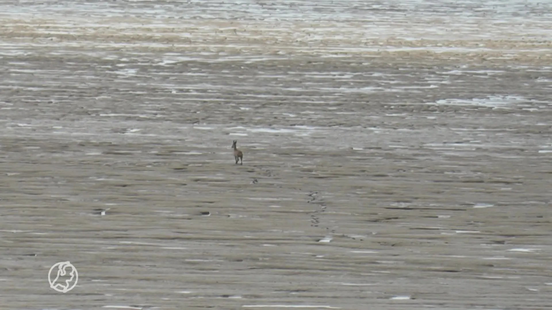 Wadlopend reetje zet Friese dorpje Zwarte Haan op stelten