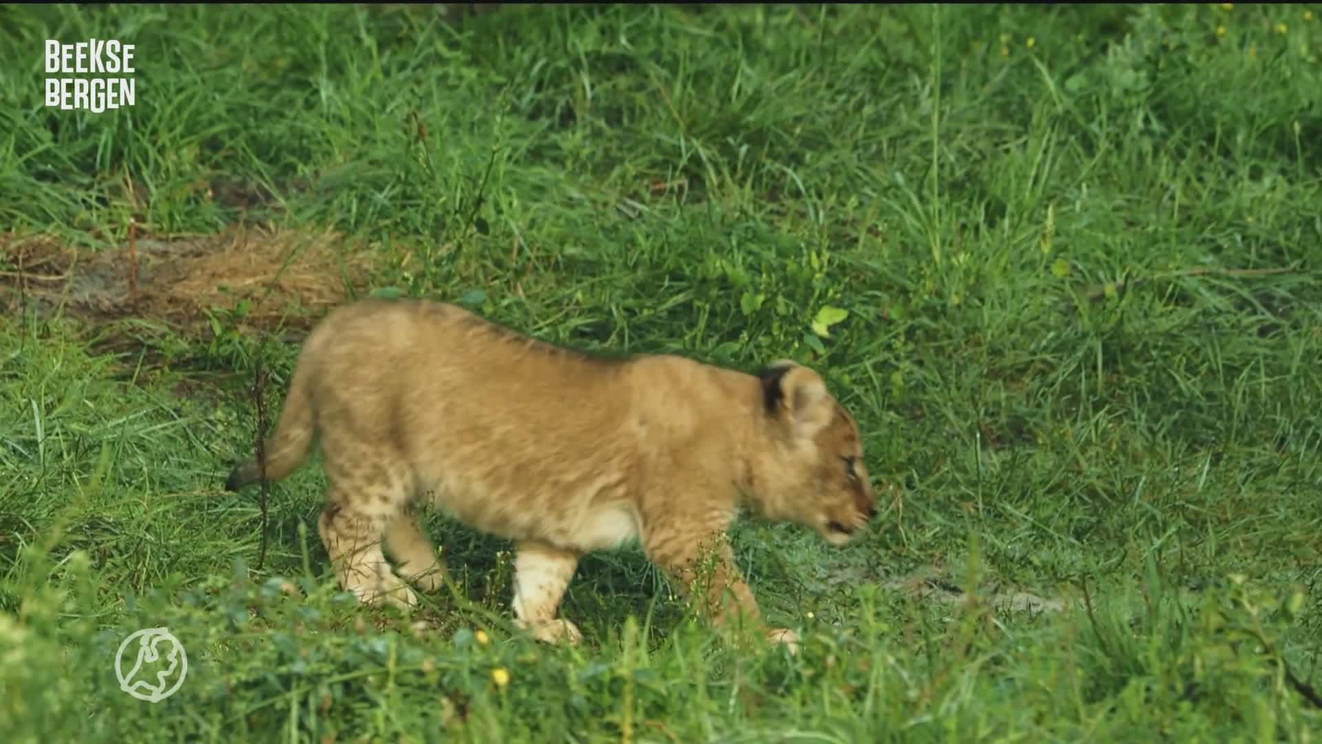Leeuwenwelpjes snuffelen voor het eerst rond in hun buitengebied