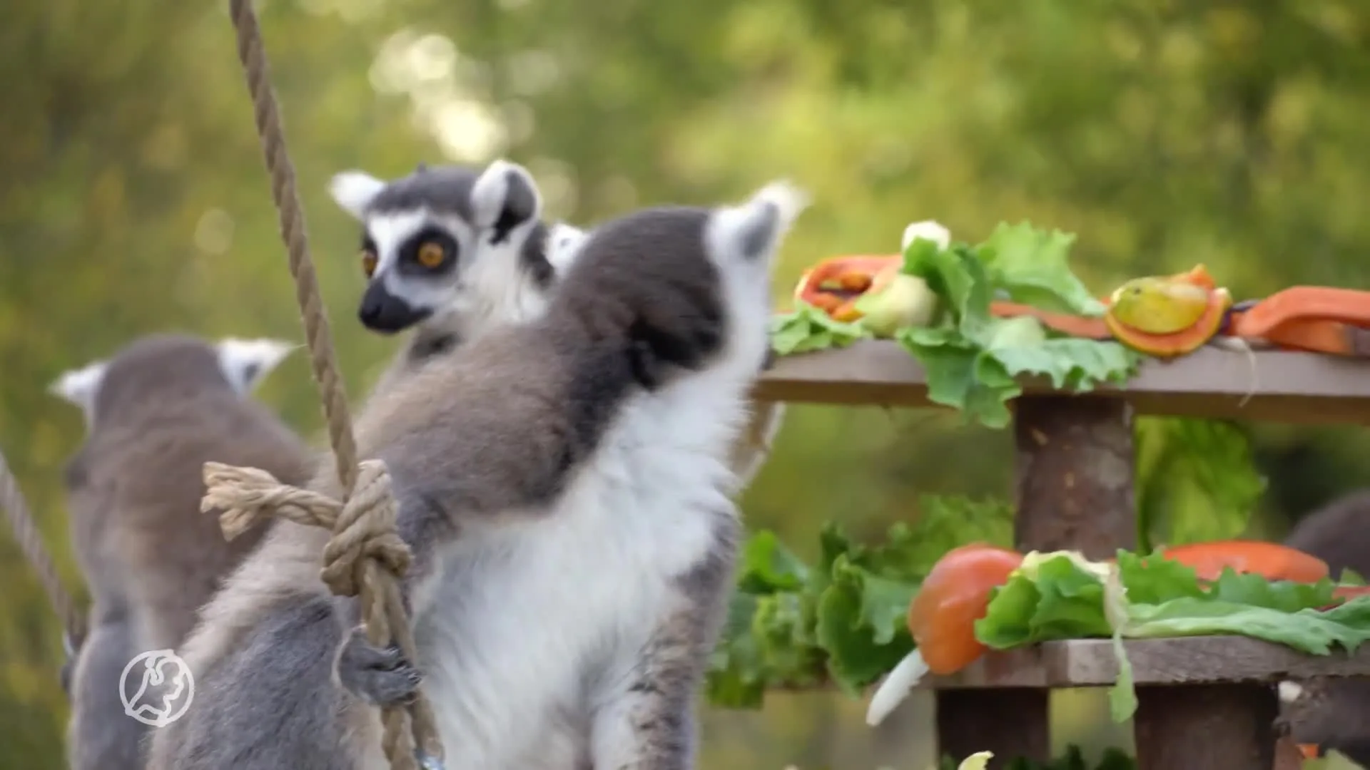 Ringstaartmaki's in het zonnetje gezet op Wereld Lemuren Dag