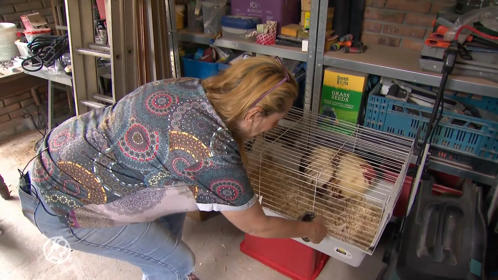 Geen opvangplek voor gedumpte dieren in Hoorn: Ellis vangt ze noodgedwongen op in haar achtertuin