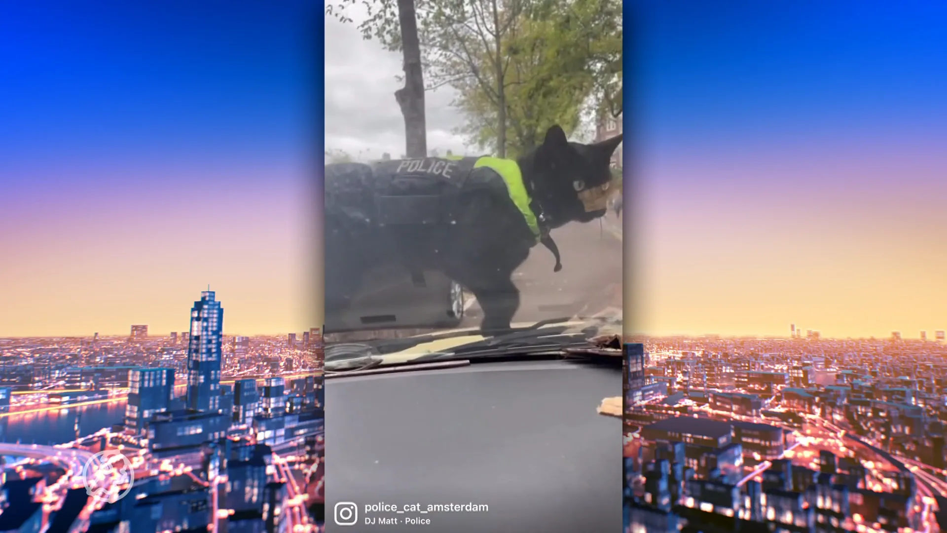 Amsterdamse 'politiekat' wereldberoemd door Instagram