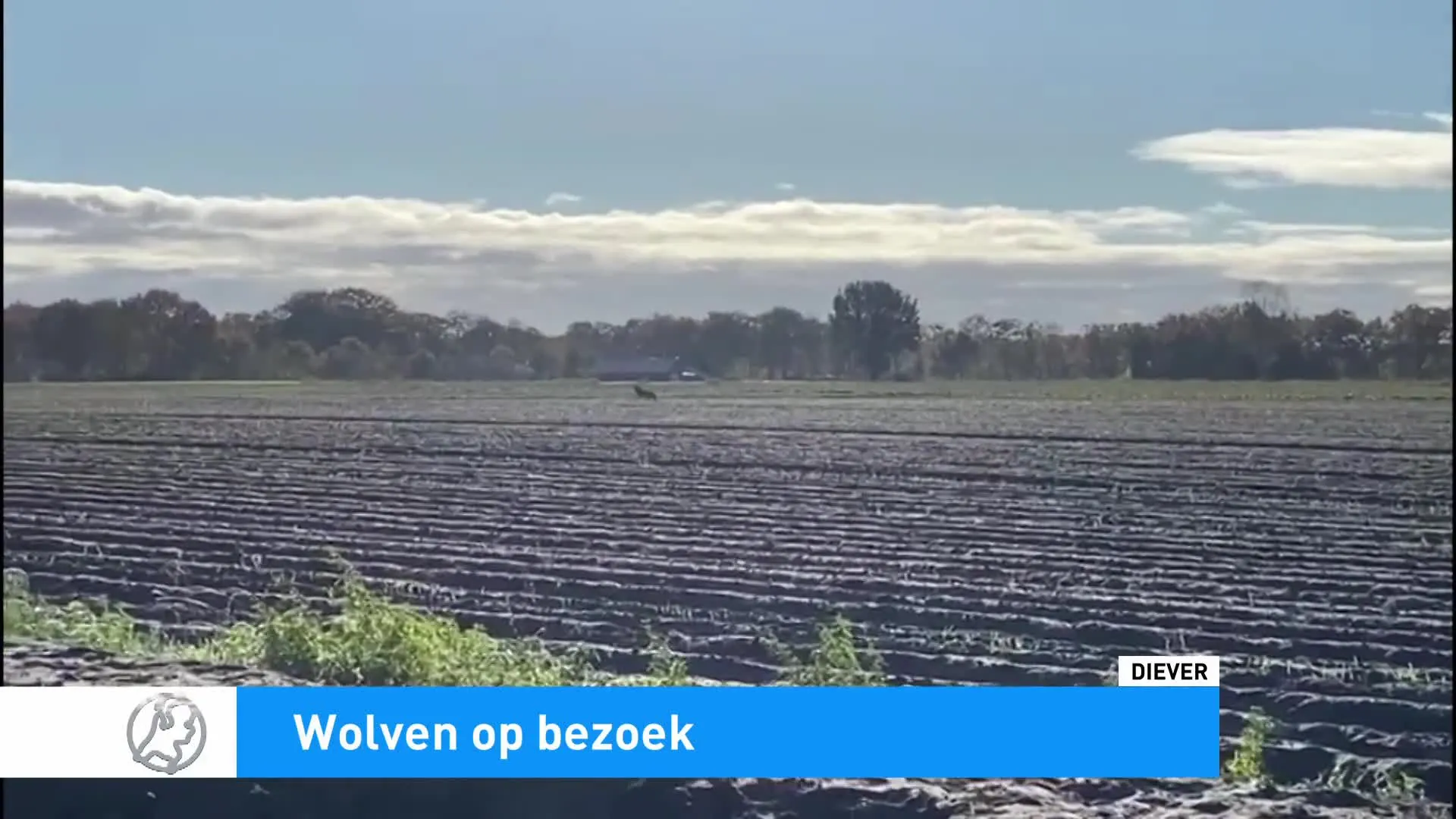 VIDEO: Wolf rent langs groep schoolkinderen in Drenthe
