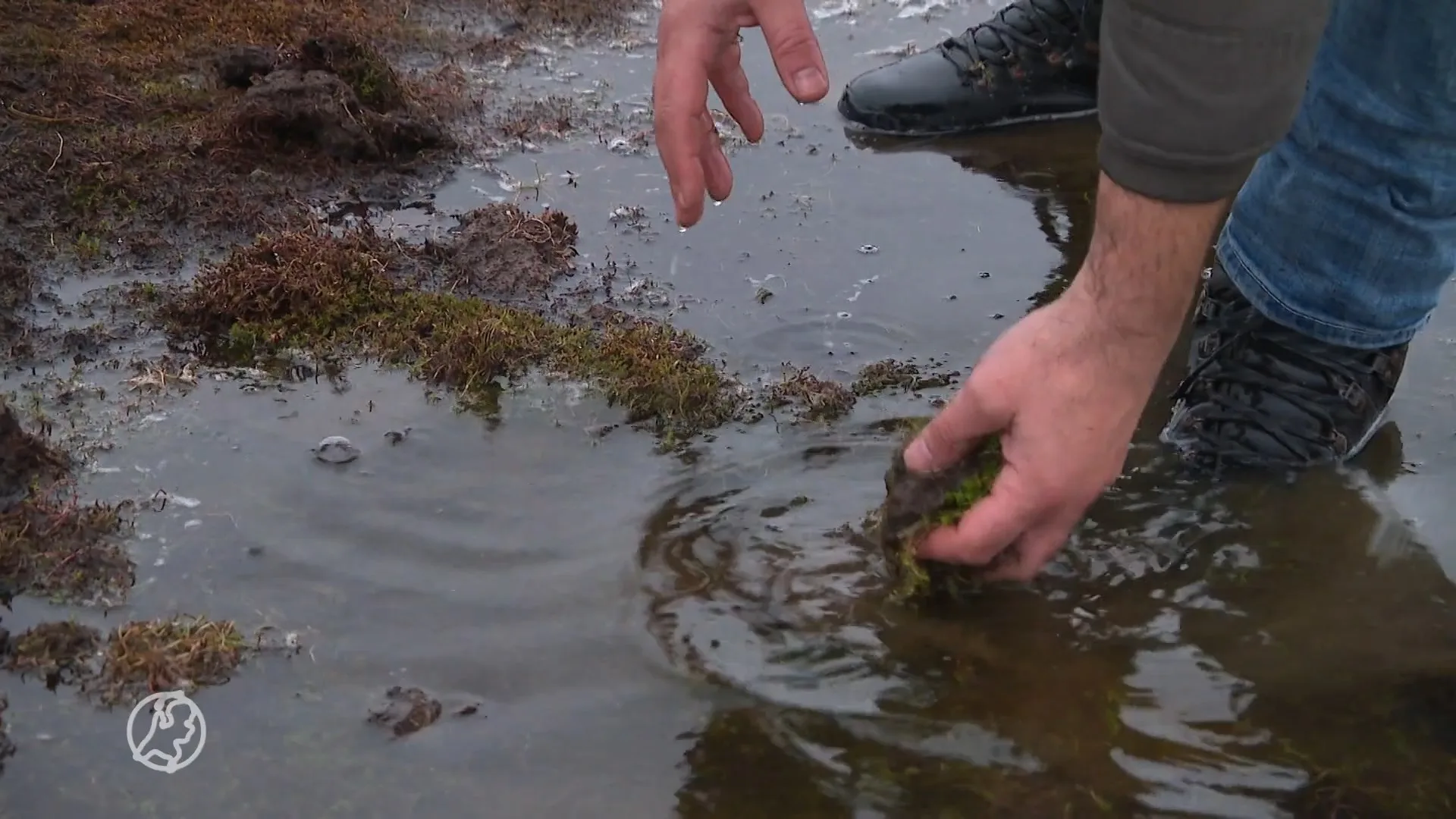 Verbod op verkoop invasieve waterplant