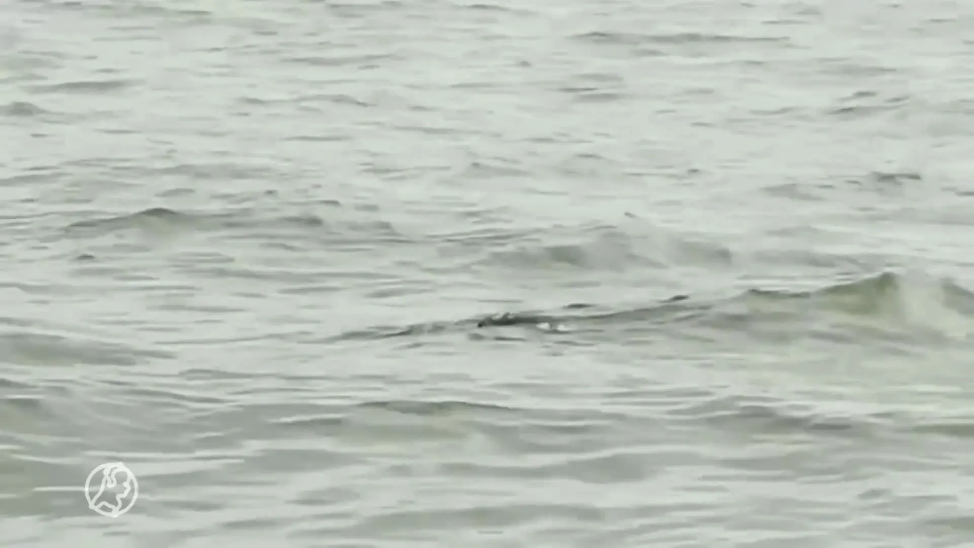 Zeehond verslindt enorme meerval in Nieuwe Maas in Rotterdam